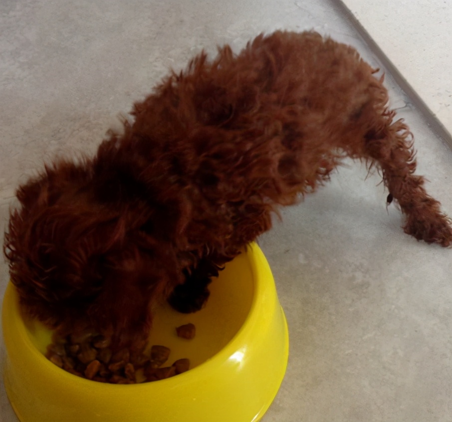 投喂狗狗的后果,喂食狗狗的禁忌