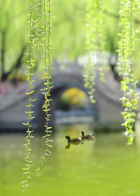 诗词春韵经典诵读,诗词春望古诗