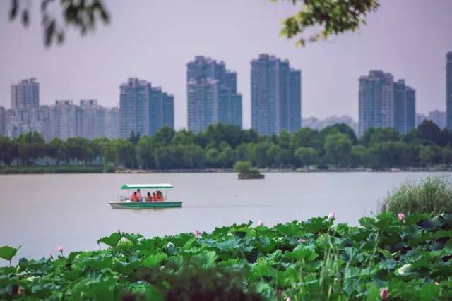 徐州荷花欣赏景区,徐州云龙湖赏荷花