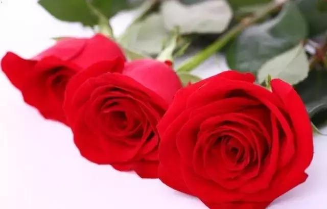 玫瑰大全|说到玫瑰只能想到红玫瑰的,建议你好看看本文!