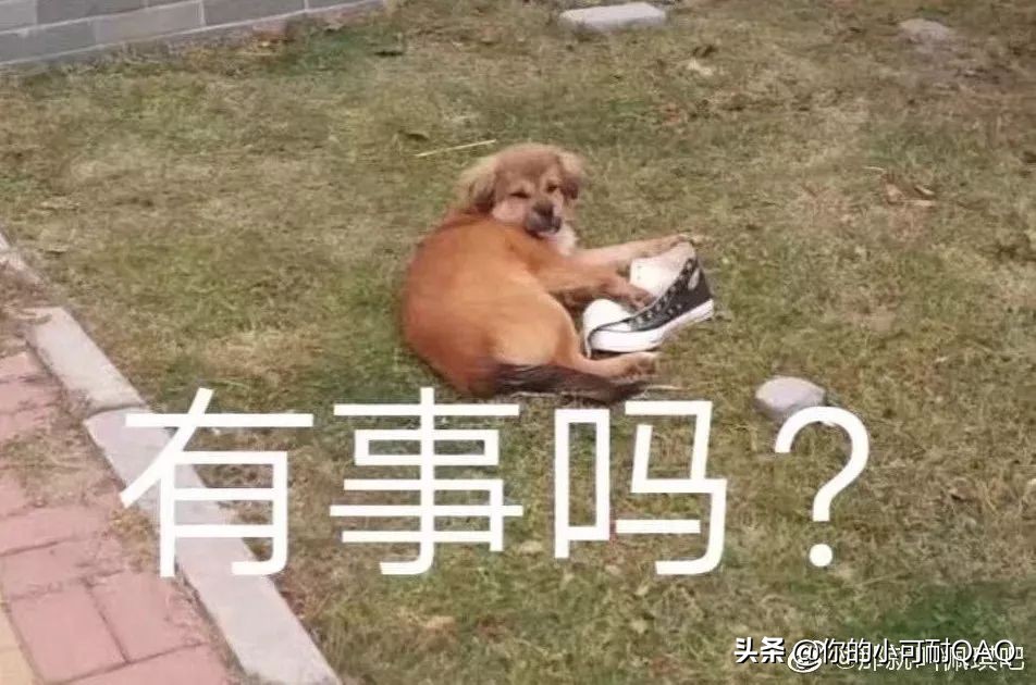 全网通缉照片上的狗,被全网通缉的狗