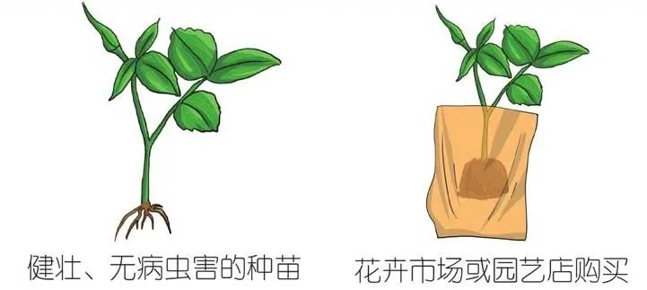 玫瑰难养,玫瑰养活小技巧