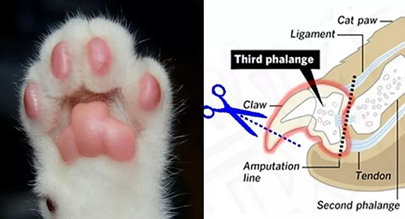 宠物的残忍手术,宠物医院对宠物残忍的手术