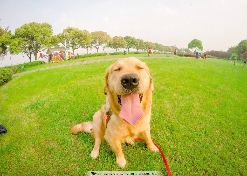 金毛犬是怎么训练的,金毛犬好训练吗要怎么训练