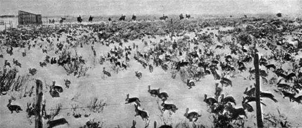 澳洲泛滥的兔子可以吃吗,澳洲的兔子现在还有很多吗