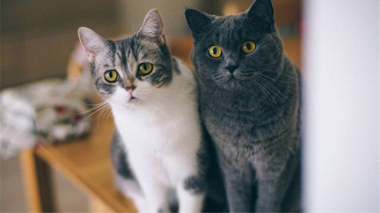 猫主子的一种用法,猫主子有什么表现