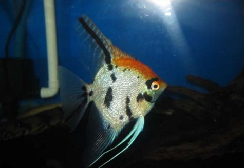 养观赏鱼小知识大全,养观赏鱼知识大全