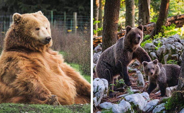 你了解大熊猫哪些知识,大熊猫隔多久能生一次宝宝