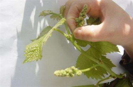 葡萄落花落果严重有好办法吗,怎样防治葡萄落花落果