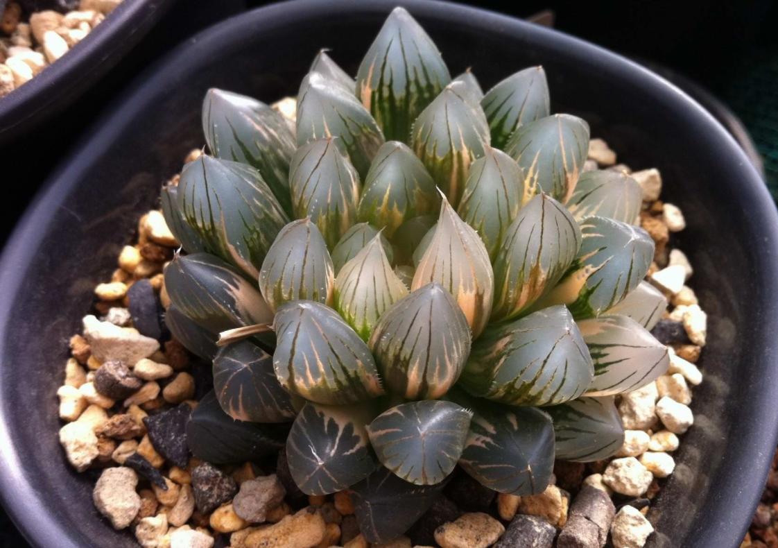 现在的天价多肉,多肉的由来和来历