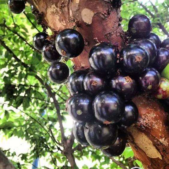 怎么挑才能挑到好山竹,原来挑选山竹有技巧掌握好这四点