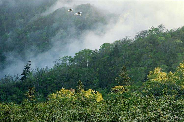 普洱茶四大产区和六大茶山,普洱茶六大产区和六大茶山地图