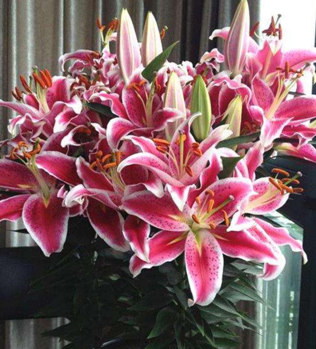 百合花花苞没开就脱落了怎么回事,百合花没全开就凋谢是怎么回事