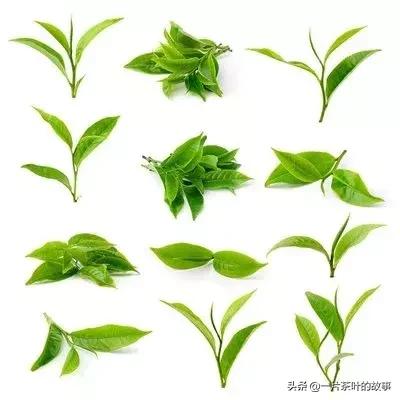 不同种类茶的辨别,茶类鉴别