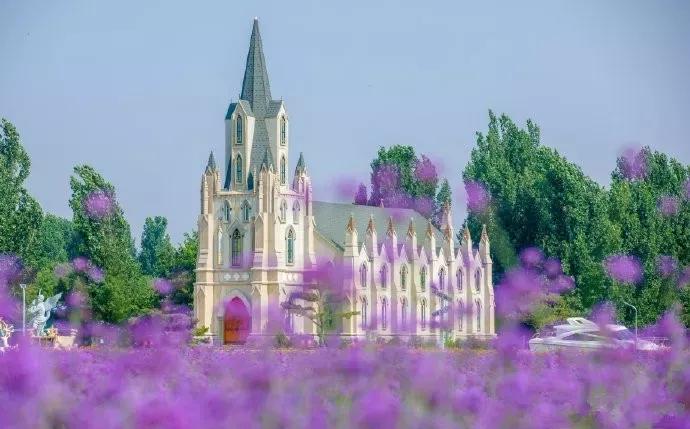 美哭了天津薰衣草花海盛放,美cry