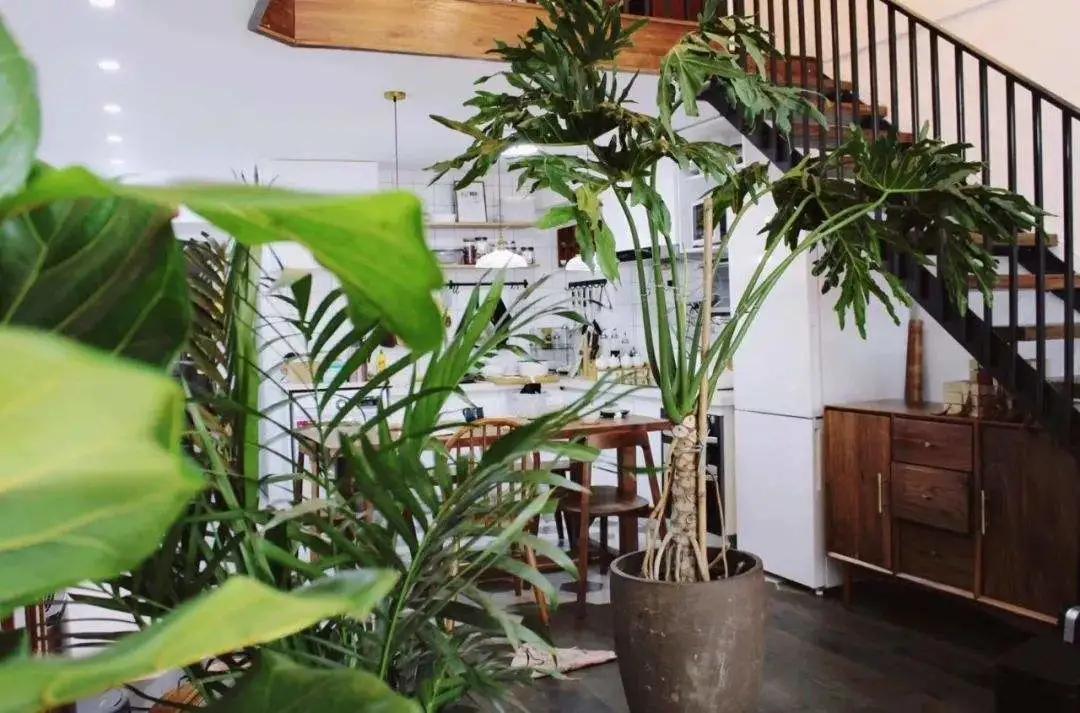 新年新家除甲醛有用吗,正确除甲醛安全住新家