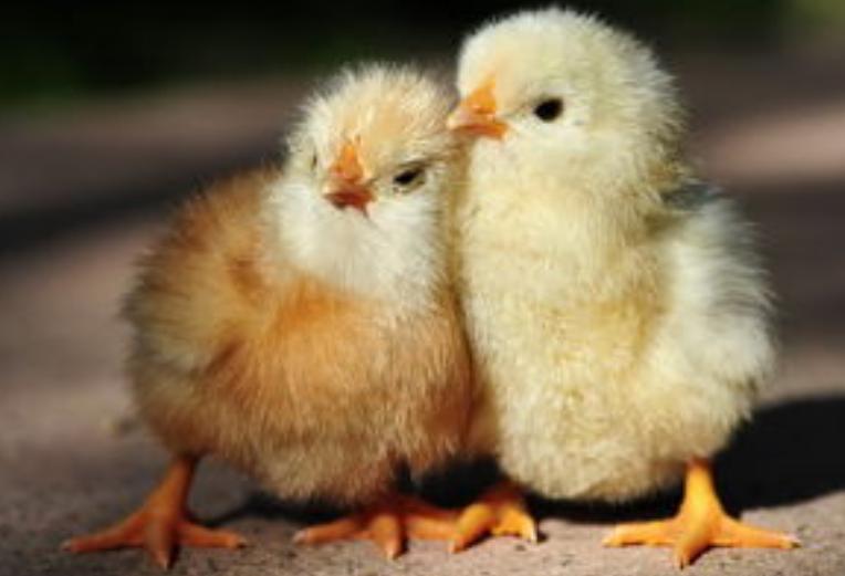 养殖鸡的粪便如何处理,鸡养殖技术鸡拉白便怎么办