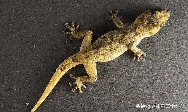 如果被大壁虎咬了会无药可救吗,壁虎咬壁虎是怎么回事