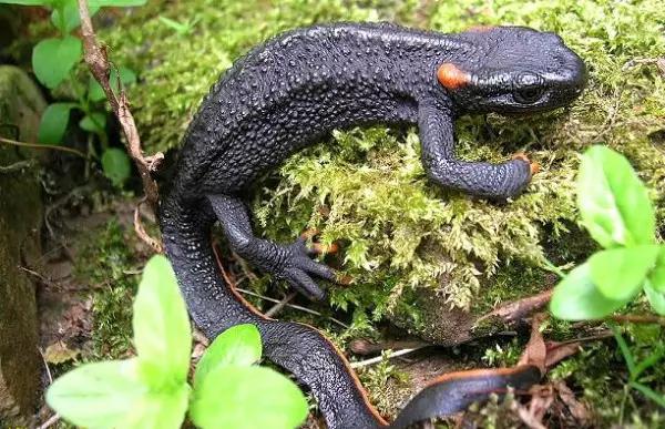 海南海里的特产动物,海南特有的珍稀动物