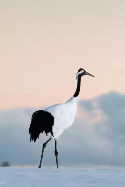 丹顶鹤的忠贞,丹顶鹤浪漫忠贞