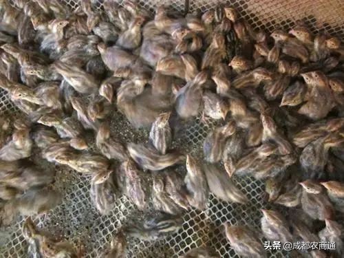 鹌鹑养殖技巧和注意事项,鹌鹑养殖方法视频