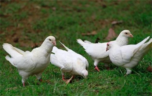 乳鸽瘦小后期可以补救吗,乳鸽瘦小怎么办