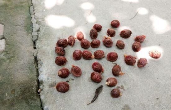 桃核辟邪神器,桃核能辟邪真实事件