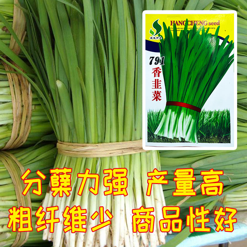 全国最好的宽叶抗病高产韭菜种子,全球最合适种植韭菜的地方