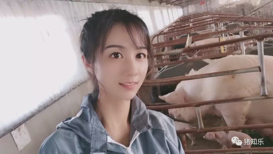 知乐养猪技术视频,猪知乐养猪的技巧
