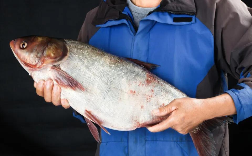 青鱼草鱼鲢鱼鳙鱼被称为四大家鱼,草鱼青鱼鲫鱼三种鱼外表怎么区分