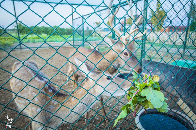安平的古城在哪里,安平春节去哪里玩