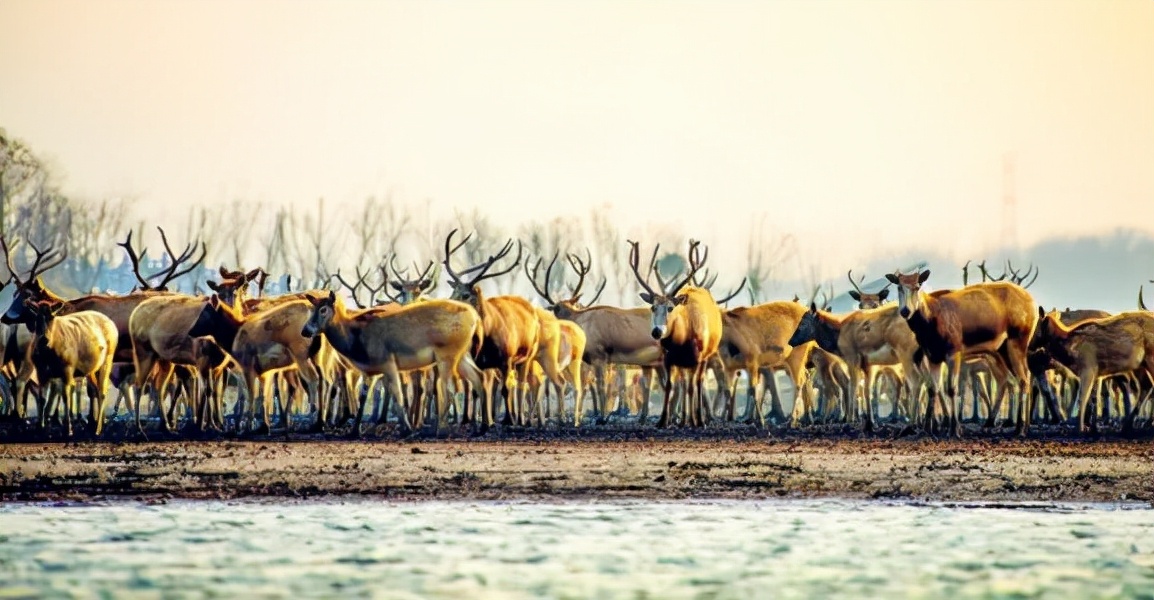 和麋鹿差不多的珍稀动物,麋鹿属于世界濒临灭绝的珍稀物种