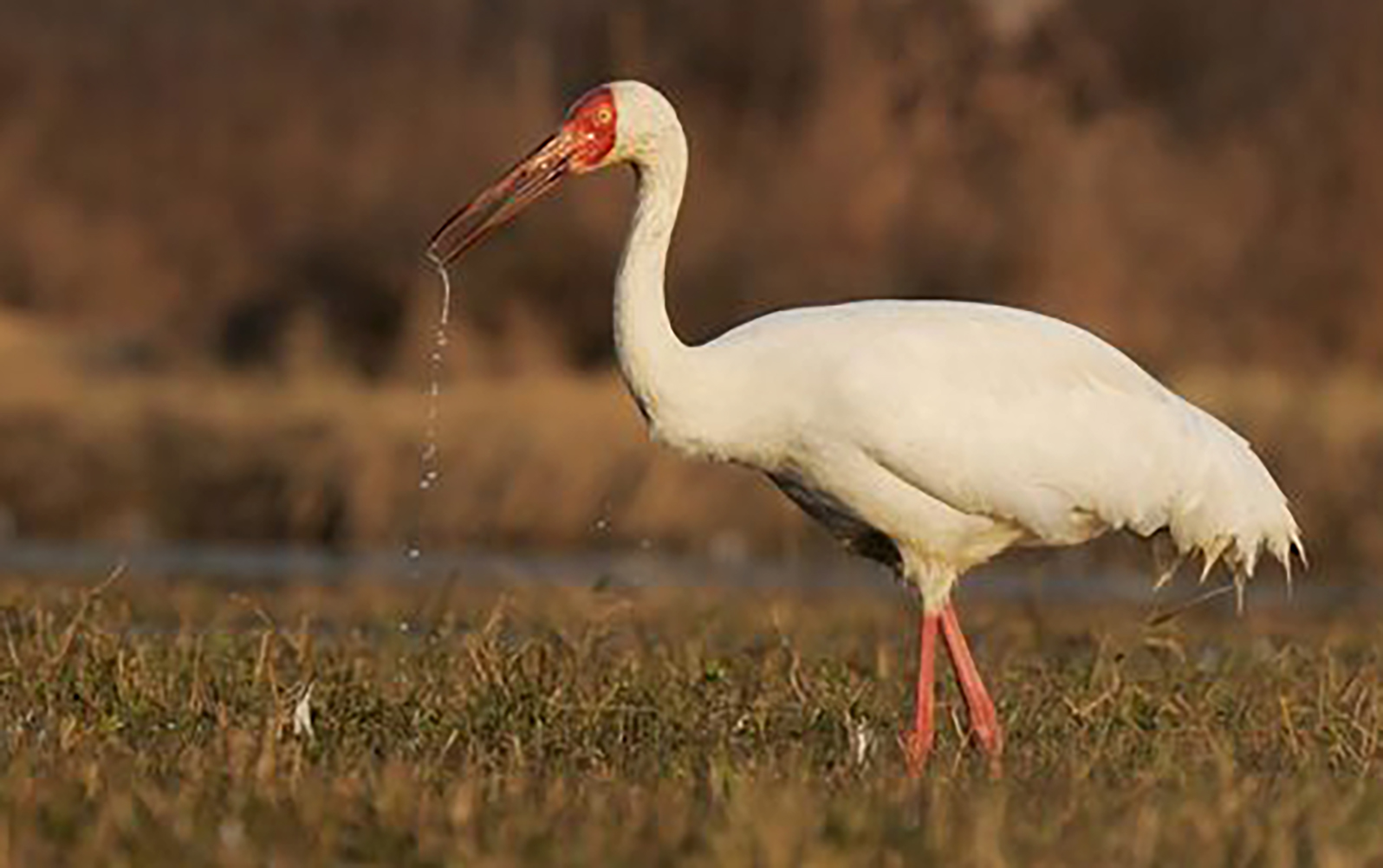 东江揽胜,惠州淡水常见鸟类图谱