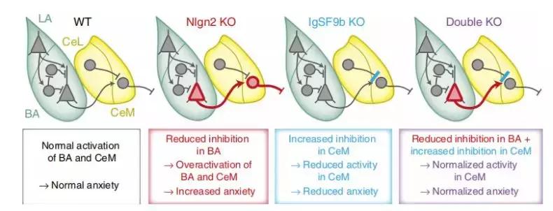 NatCommun：德国马普所发现抗击焦虑症的潜在新靶点——IgSF9b