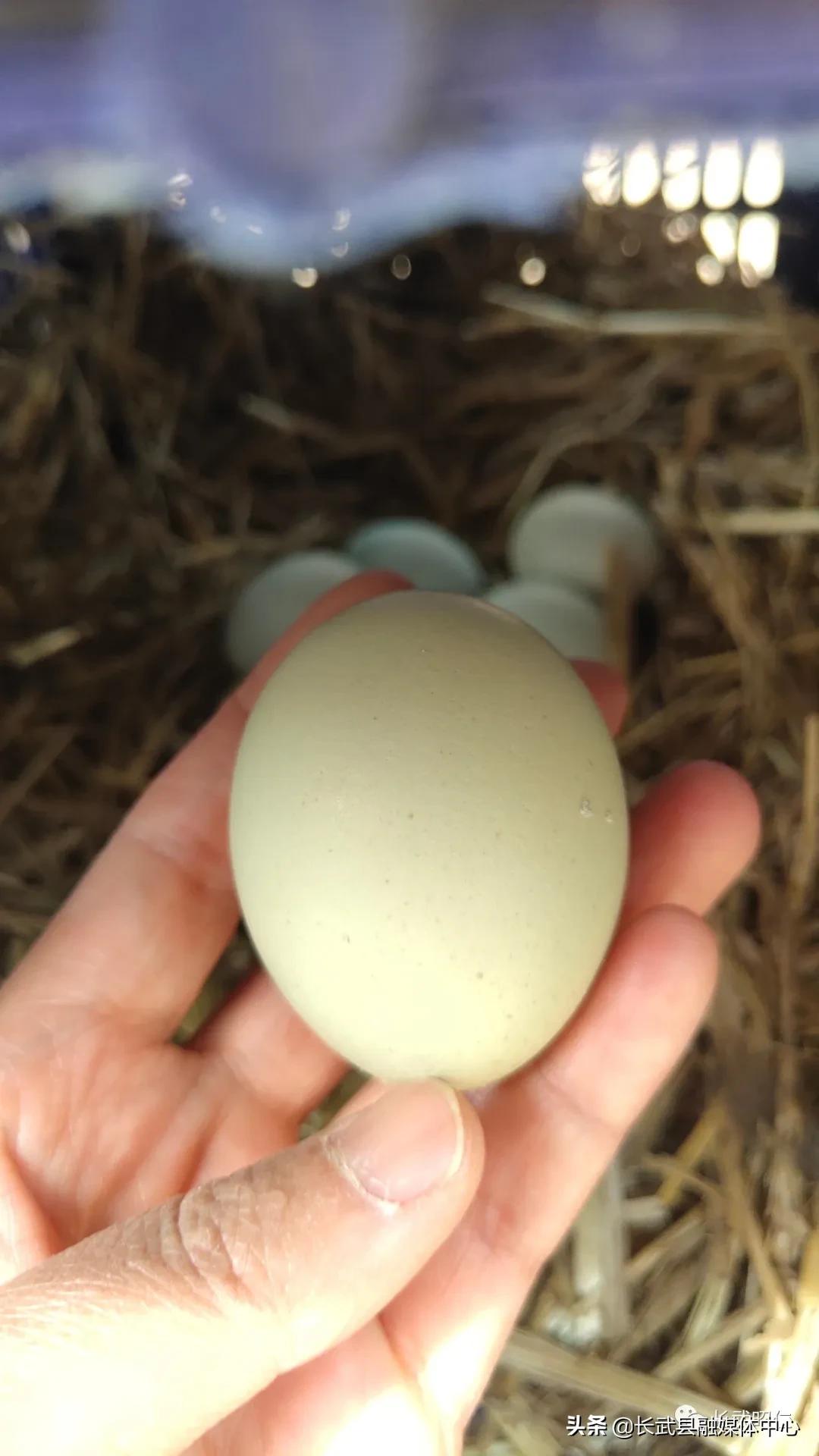 香椿炒鸡蛋的营养价值,冻过的香椿怎样炒鸡蛋