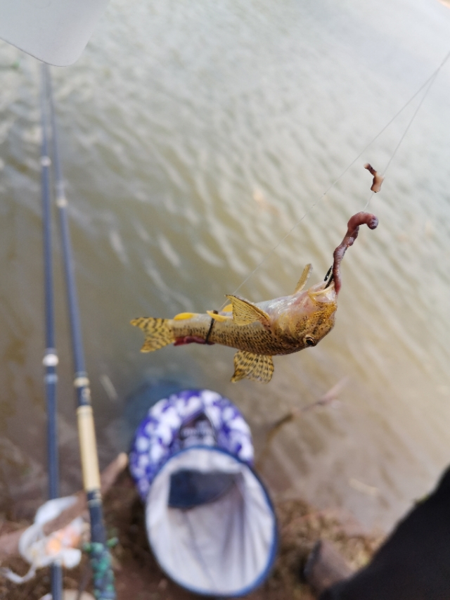 禄劝野钓鲫鱼好地方,禄劝溪流野钓