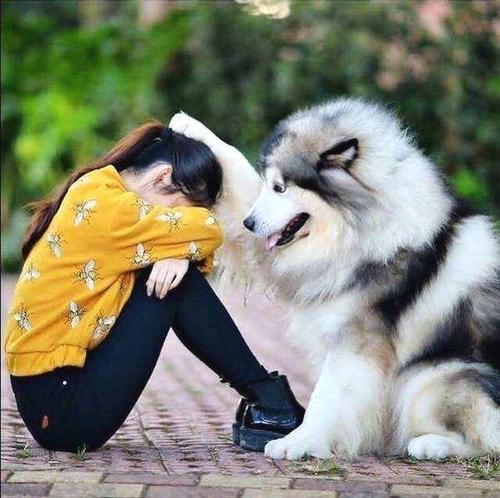 狗狗的性格特点有哪些类型,狗狗的5大性格类型