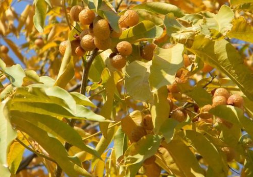 缤纷秋色枫树,树叶金黄色的风景树有哪些