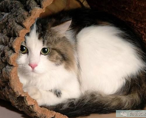 向往优宠官方旗舰店,向往优宠小店