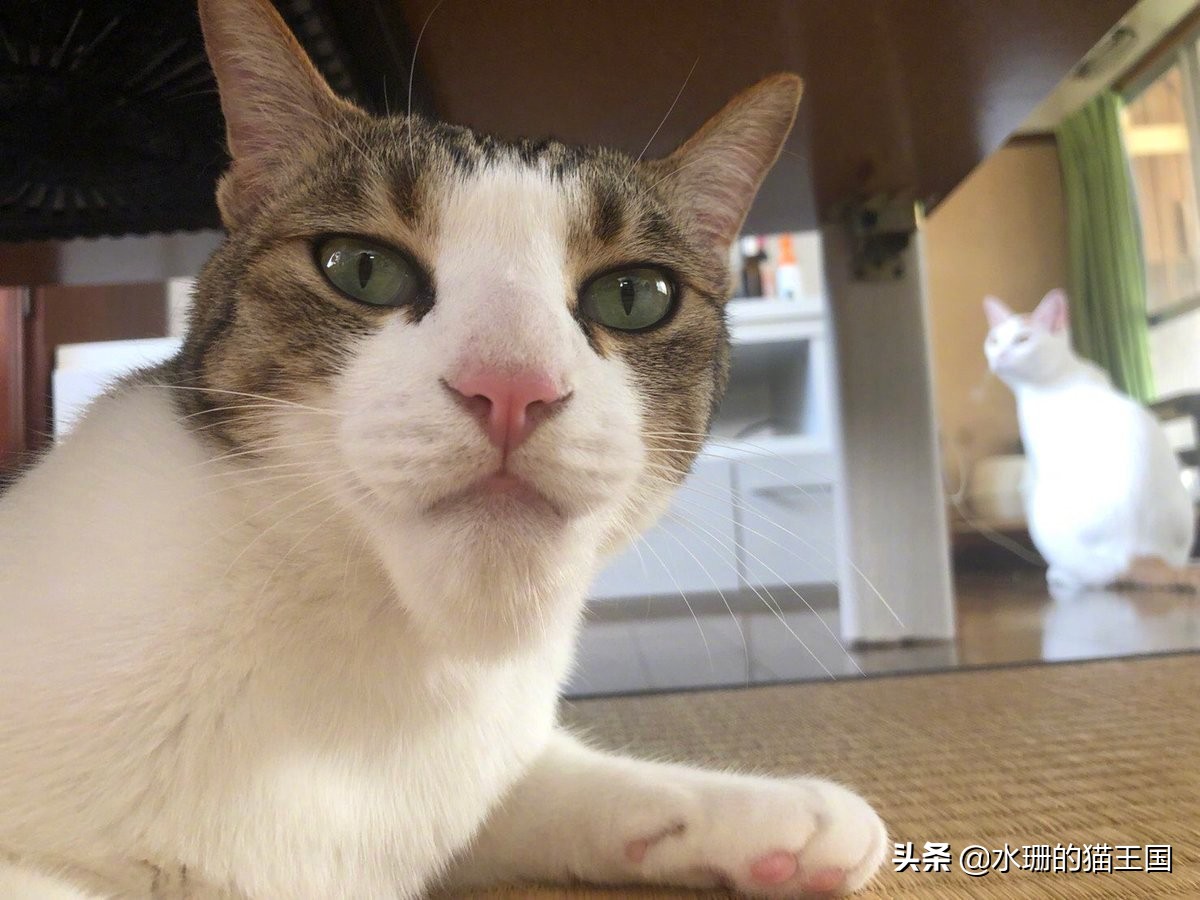 猫被蜜蜂蜇肿胀,小橘猫被蜜蜂蛰