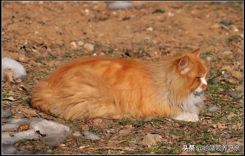 猫咪是一种特殊的液体你知道吗,猫咪为什么是液体形成的