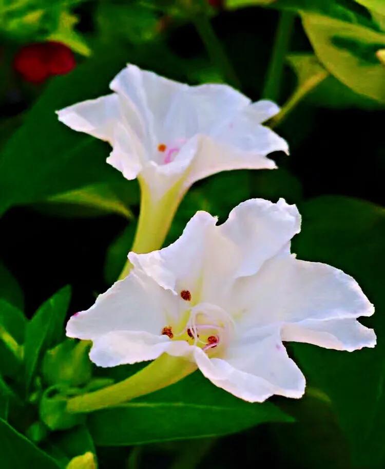 紫茉莉花色,紫茉莉的花朵有香味吗