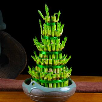 富贵竹弯曲造型是怎么做到的,富贵竹的造型有哪些