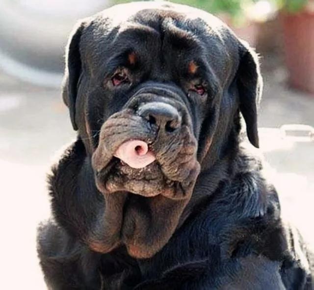 我的狗情结（三）