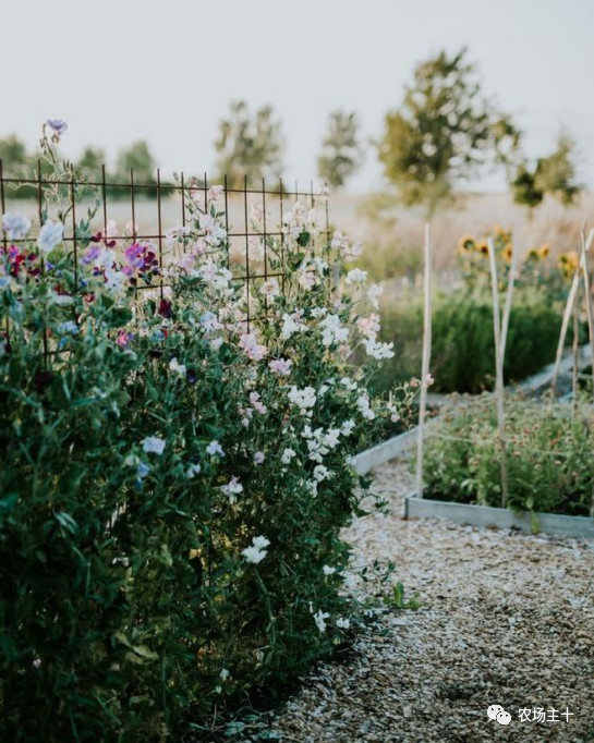 你是否曾经也向往过农村生活,向往田园生活和体验往往有差距