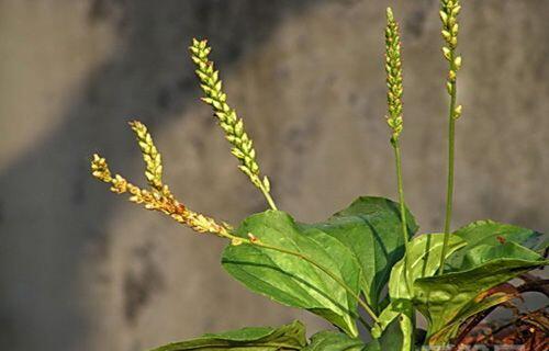 名医都束手无策的疾病,这味野草为何却能药到病除?