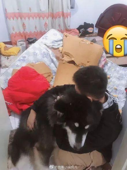 养宠物的本质是让人有优越感,每天养一种宠物的感觉是什么感觉