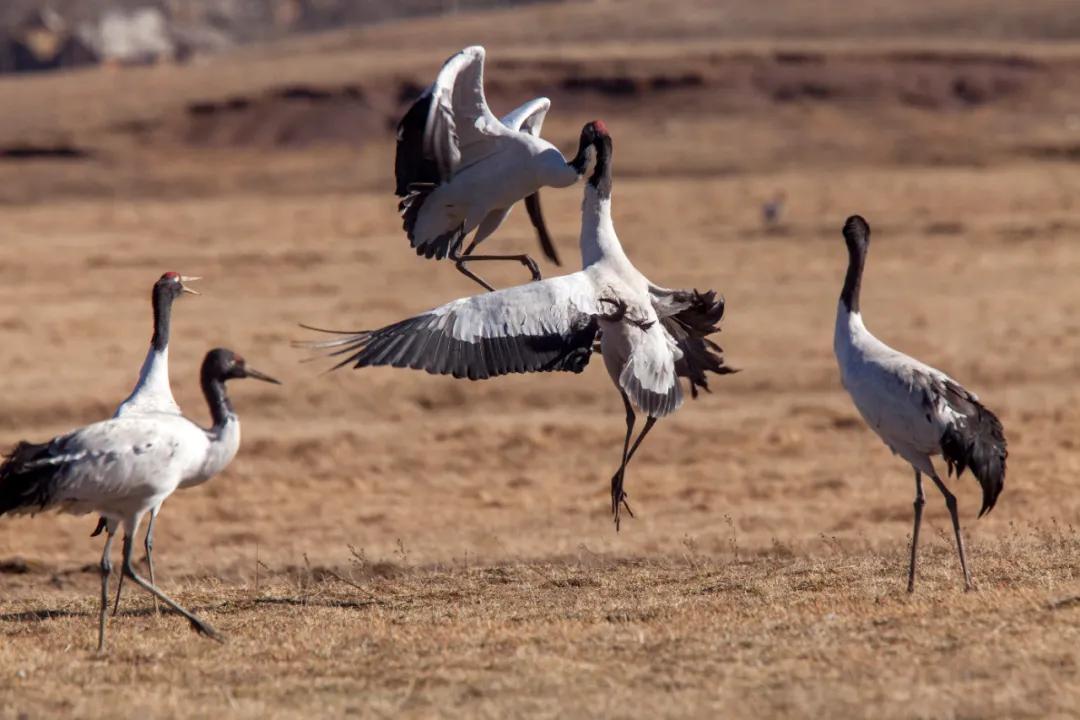 大山包风景区最新视频,太平国家森林公园有什么玩的