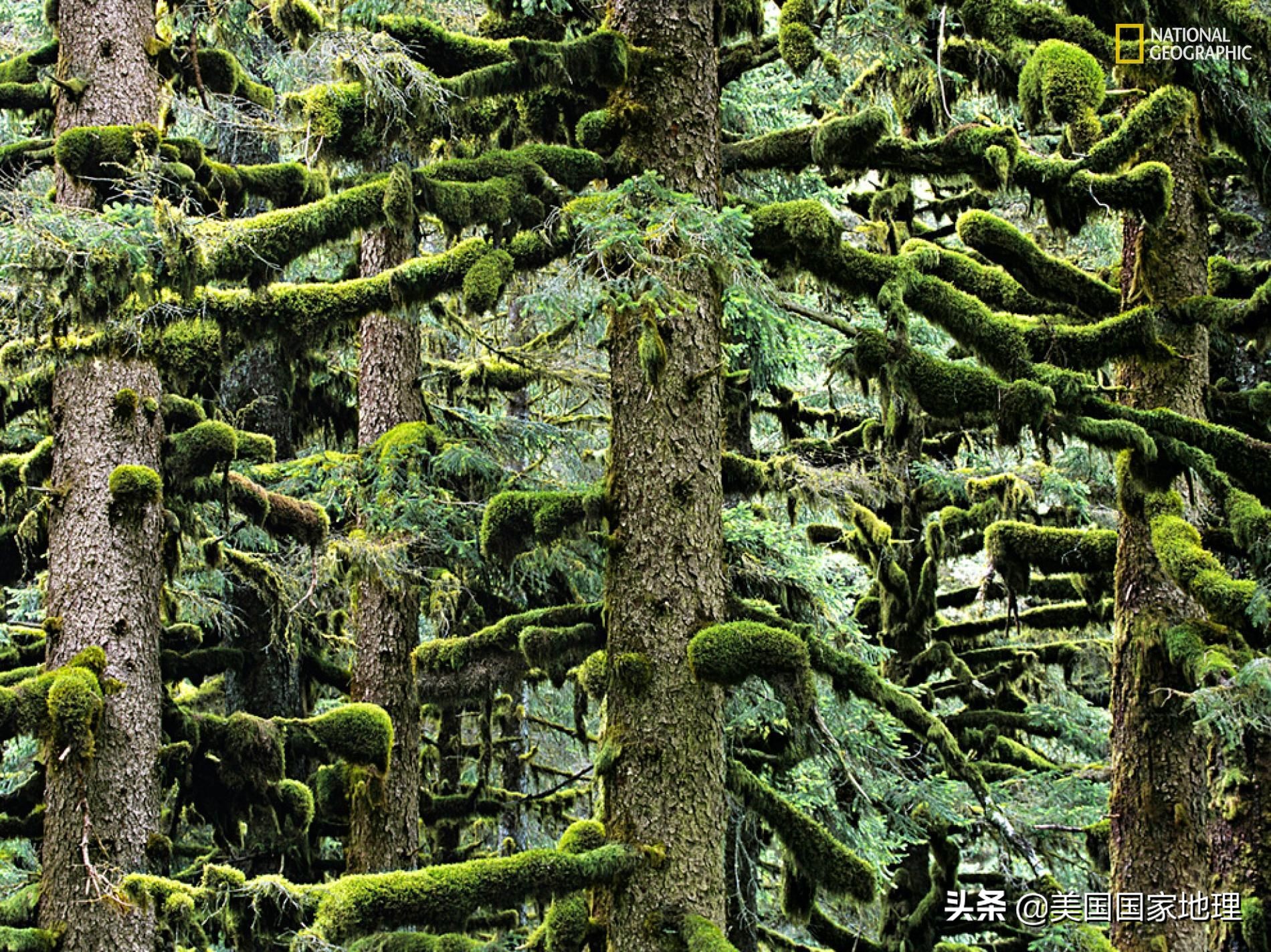 阿拉斯加行者遗珠,阿拉斯加隐秘遗珠