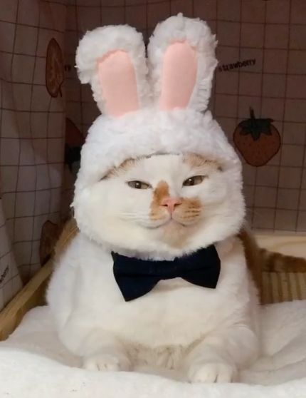 可可爱爱的猫狗,可可爱爱的流浪猫咪